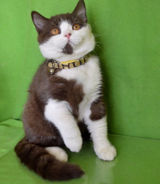 British Shorthair