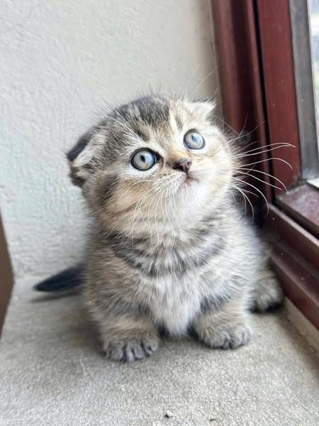 Munchkin Fold