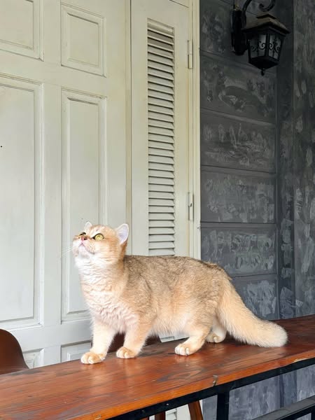 British Shorthair