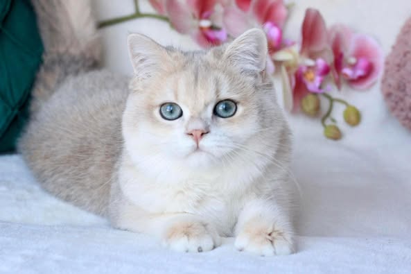 British Shorthair