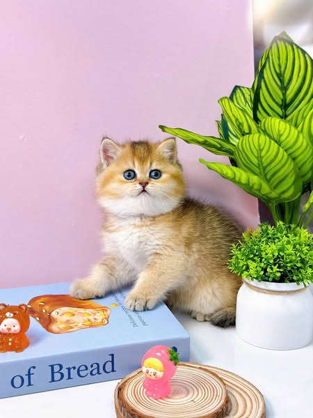 British Shorthair