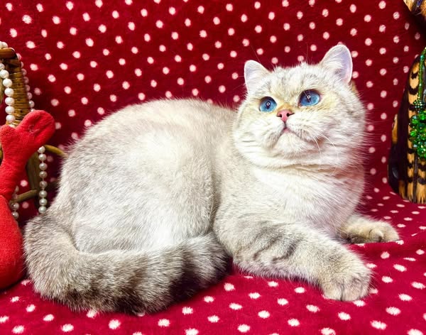 British Shorthair