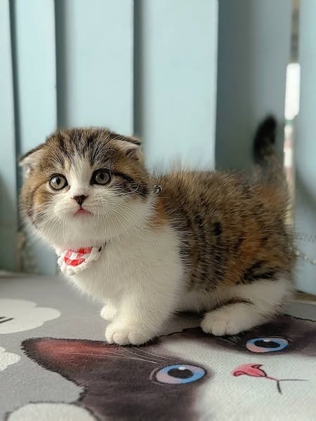 Munchkin Fold