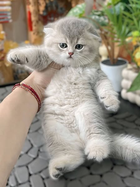 Scottish Fold