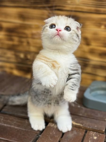Munchkin Fold