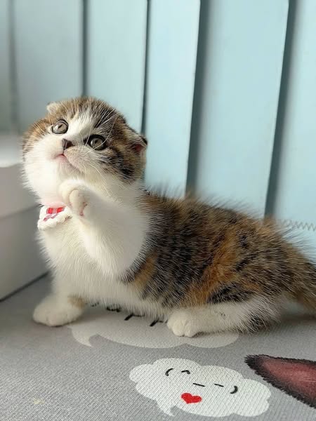 Munchkin Fold