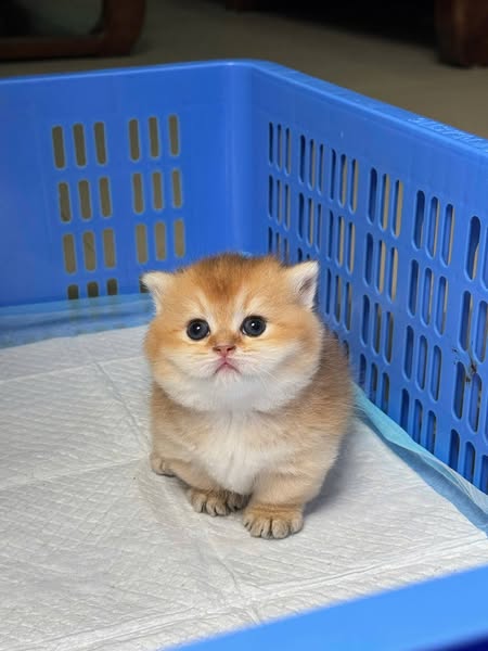 Munchkin