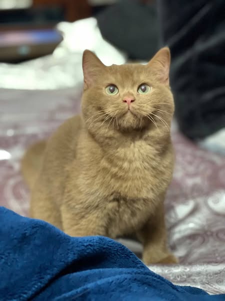 British Shorthair