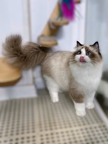 Ragdoll