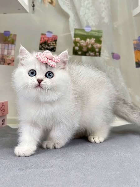British Shorthair