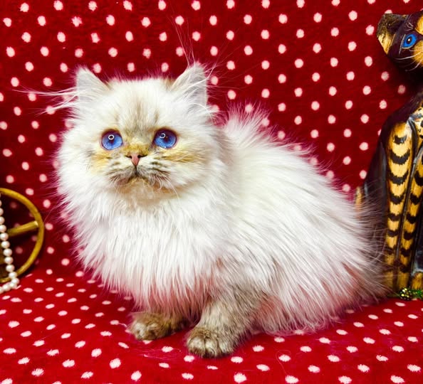 British Longhair