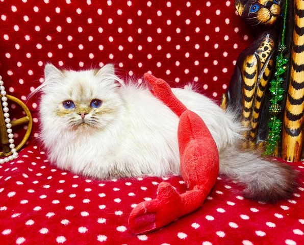 British Longhair