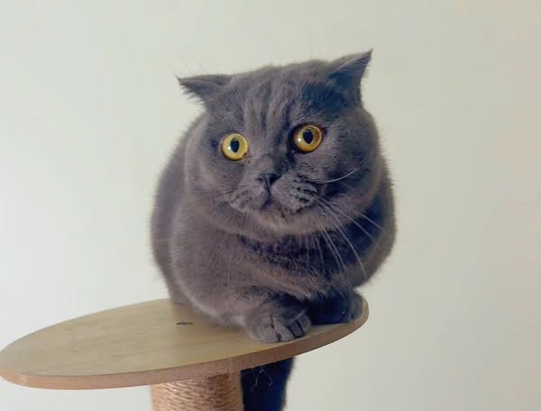 Munchkin Fold
