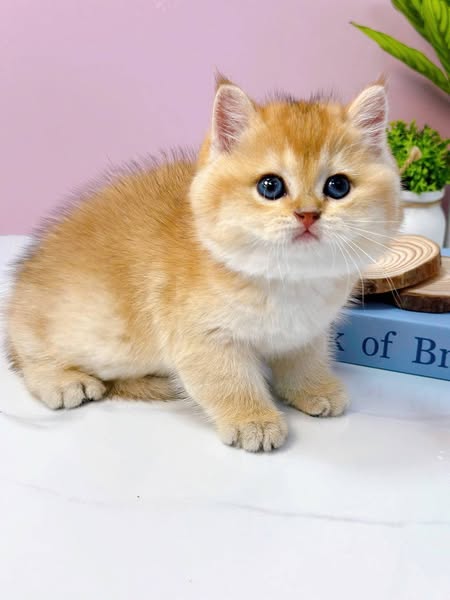 British Shorthair