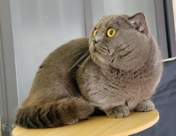 Munchkin Fold