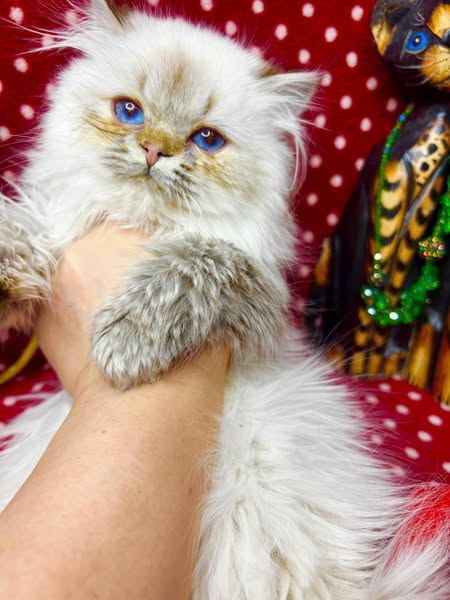 British Longhair