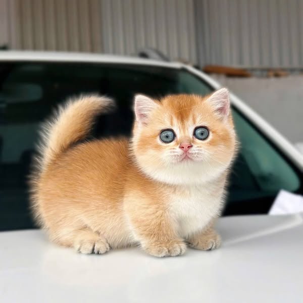 Munchkin