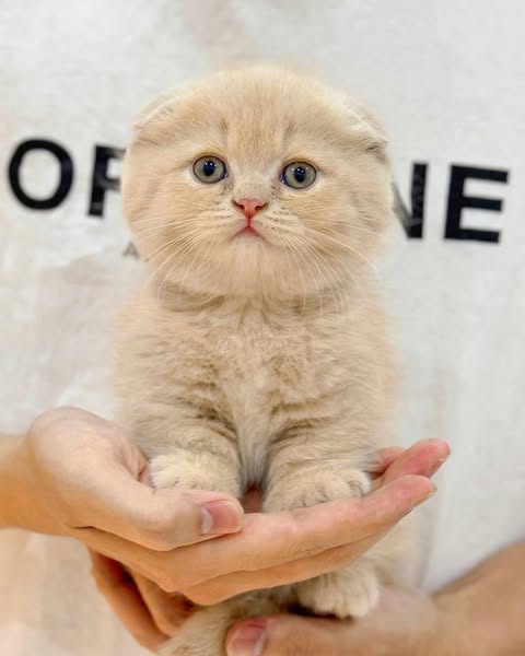 Munchkin Fold