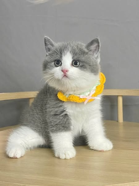 British Shorthair