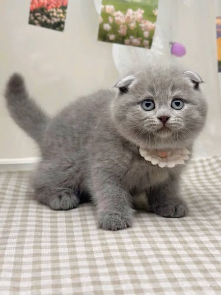 Scottish Fold