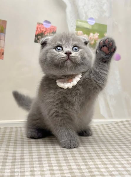 Scottish Fold