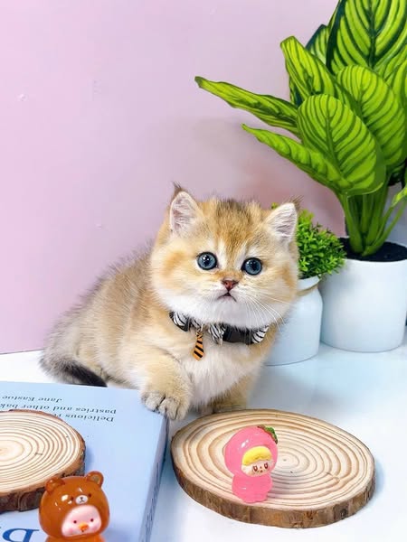 British Shorthair