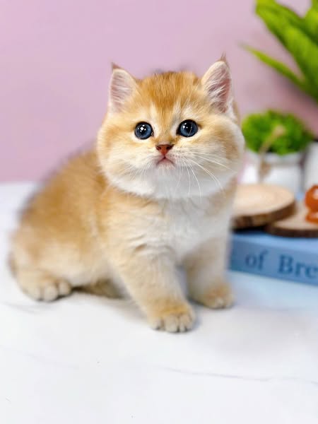 British Shorthair