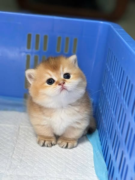 Munchkin