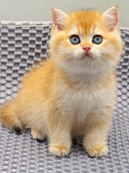British Shorthair