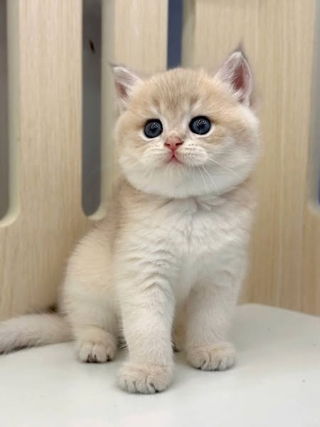 British Shorthair
