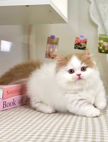 Munchkin Longhair