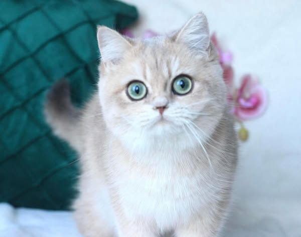 British Shorthair