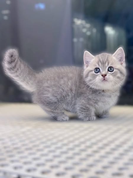 Munchkin