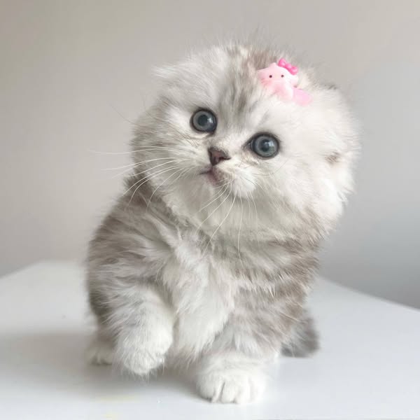 Munchkin Fold Longhair