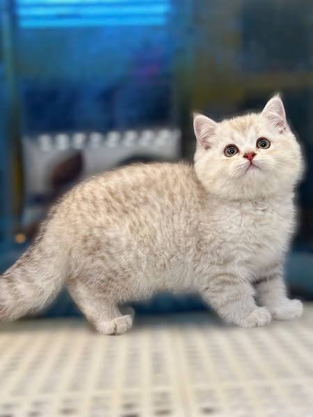 British Shorthair