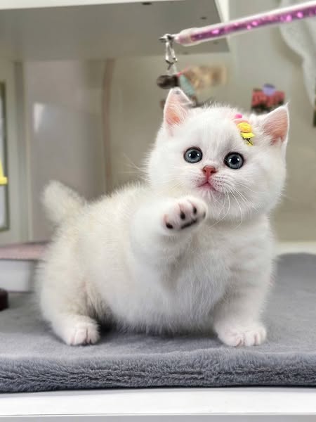 Munchkin