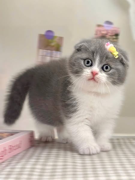 Scottish Fold