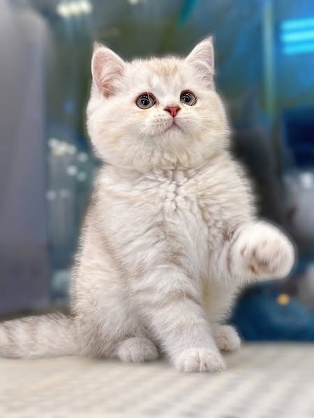 British Shorthair