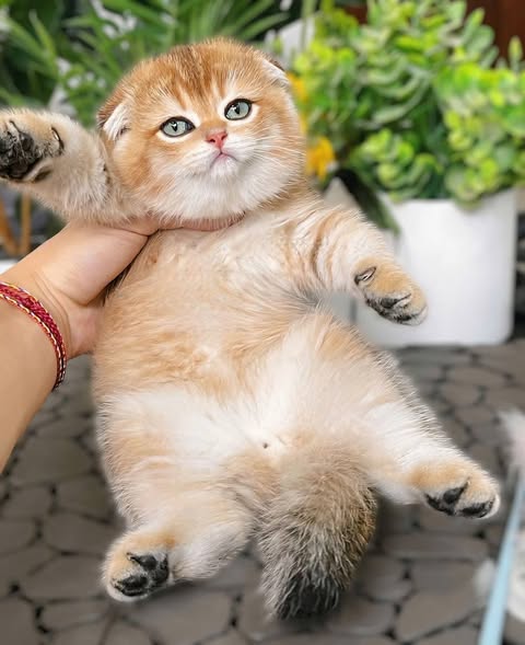 Scottish Fold
