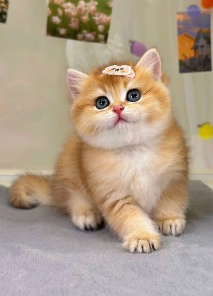 British Shorthair