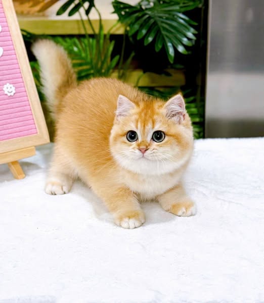 British Shorthair
