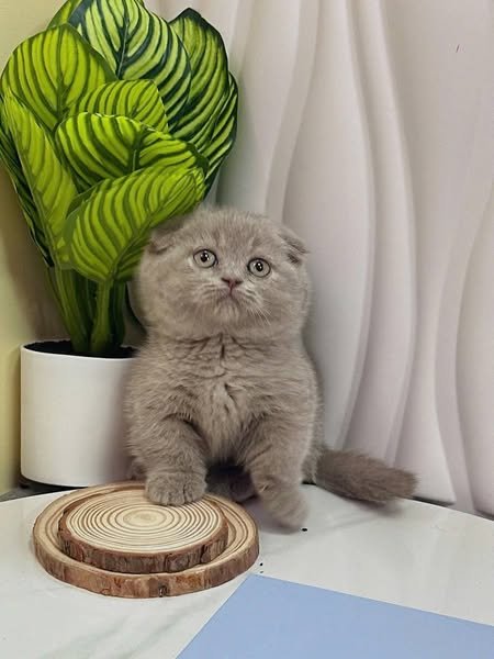 Munchkin Fold