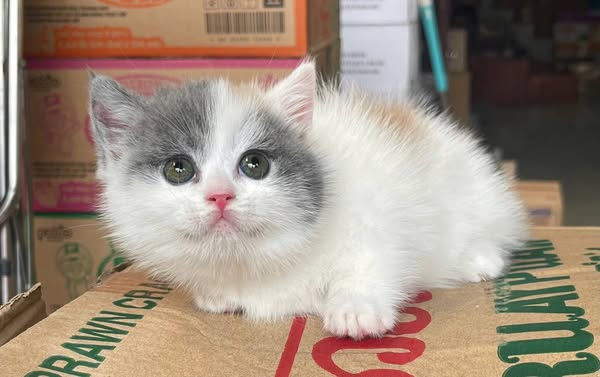 Munchkin
