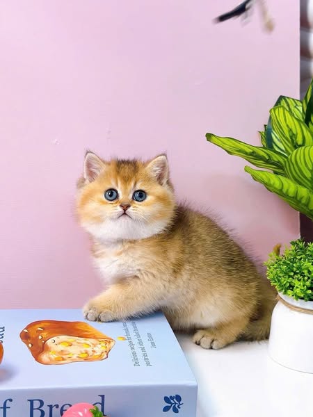 British Shorthair