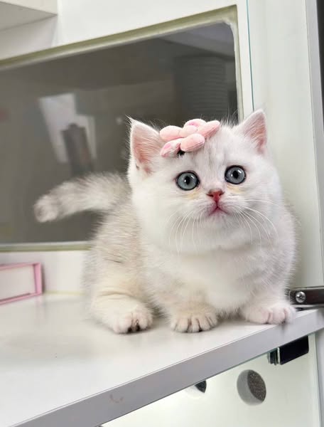 Munchkin