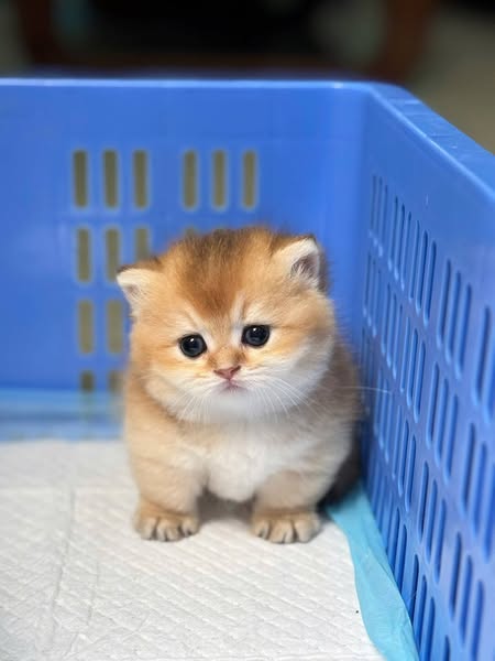 Munchkin