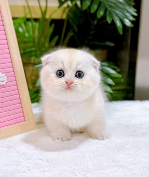 Munchkin Fold