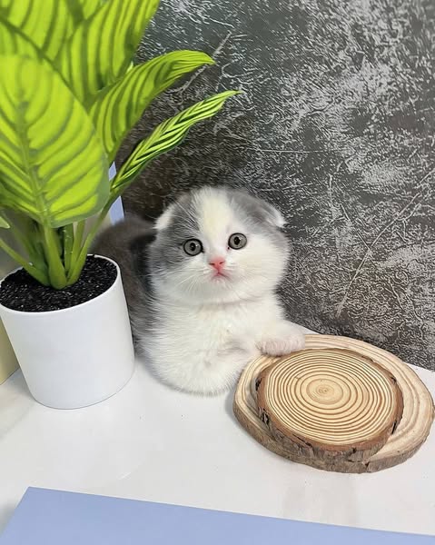 Munchkin Fold