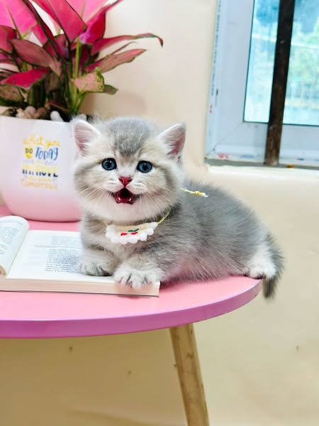 Munchkin