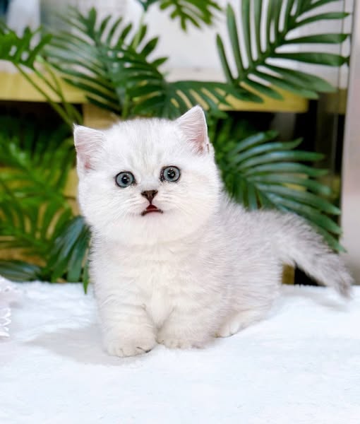 Munchkin